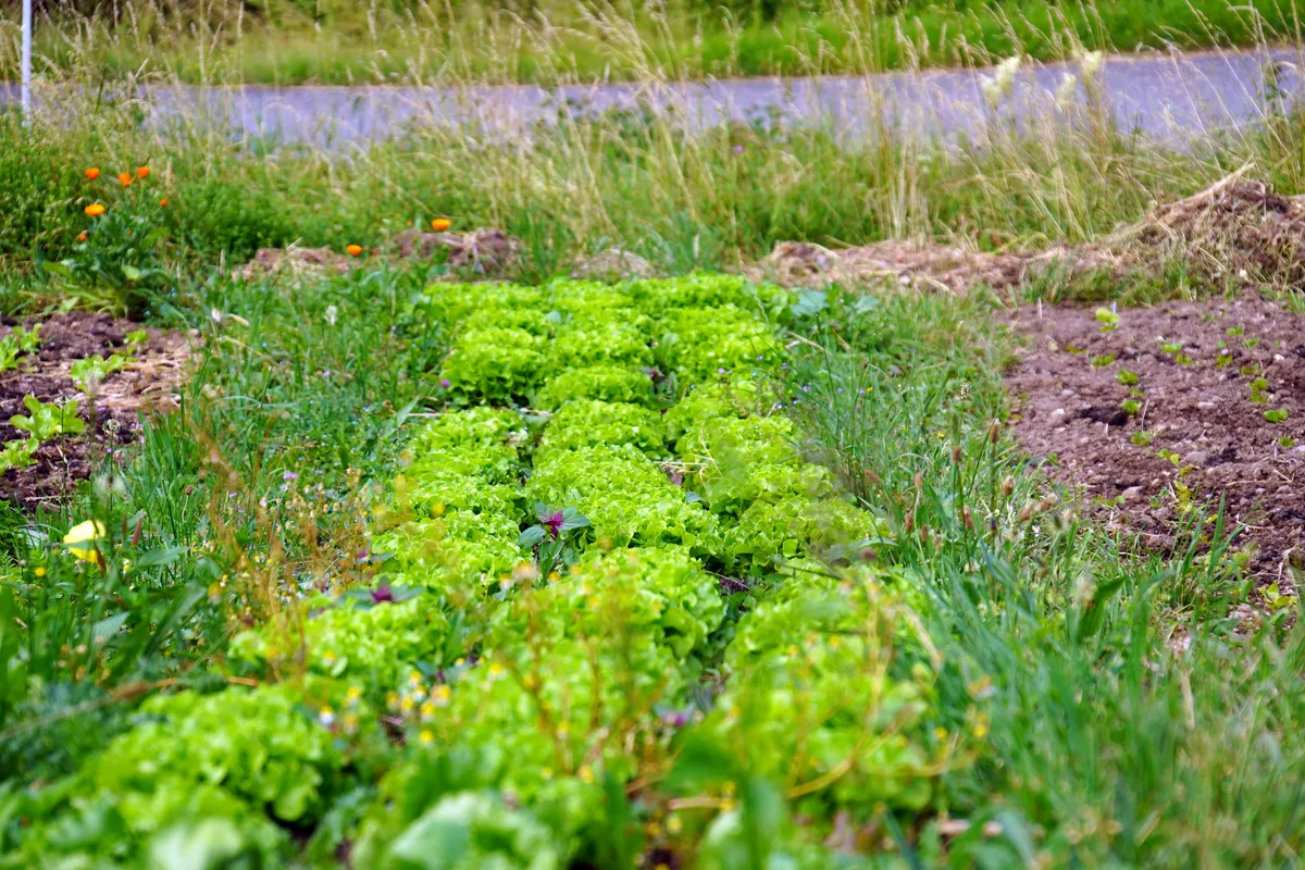Drei Frauen bewirtschaften gemeinsam unter dem Projektnamen «summmit» den auf 1050 m ü. M. gelegenen Garten des Hofs Ragenbuech und verkaufen ihr Gemüse, wir stellen das Projekt vor.